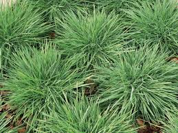 Image result for Koeleria