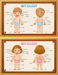 Learn vocabulary, terms and more with flashcards, games and other study tools. Diagram Of Human Parts With Boy And Girl Stock Vector Illustration Of Graphic Front 73094756