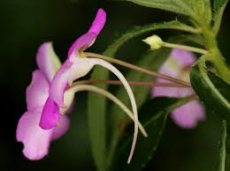 Image result for Impatiens irvingii