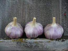Tips To Marketing Gourmet Garlic Garlic Grow Gorgeous Garlic Scapes