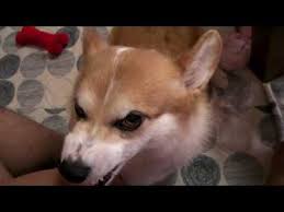 ウェルシュ コーギー お手させると怒る犬 youtube コーギー 犬 コーギー かわいい