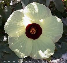 Image result for Hibiscus surattensis