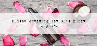 Huile Essentielle Anti Puce Notre Guide
