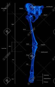 In humans the neck of the femur connects the shaft and head at a 125 degree angle, which is efficient for walking. Infographic Diagram Of Human Skeleton Lower Limb Anatomy Bone System Or Leg Bone Anterior View 3d Medical Illustration Human Anatomy Medical Diagram Educational Concept X Ray Blue Tone Color Film Stock Photo Picture And