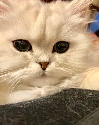 The persian kittens for sale in our cattery have been given healthcare and lots of love so they are prepared to make an easy transition into their new home. Persian Cat Breeders Websites Kittysites Com