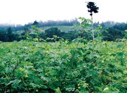 Image result for Senna obtusifolia