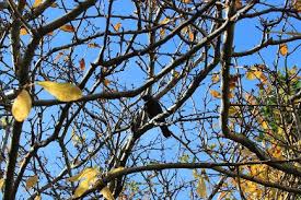 Some of the most basic materials a hearthling will require such as boards, wood blocks, boughs, and branches are only obtained from trees. What Of The Medlar