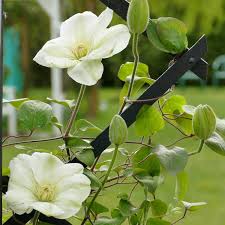 We did not find results for: Clematis Guernsey Cream Clematis Guernsey Cream Uploaded By Jacaranda