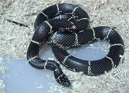 Black And Yellow Snake Georgia Poisonous Common Kingsnake Non Venomous Eats Cottonmouth And Copperhead Snakes Snake Snakes For Sale Reptiles