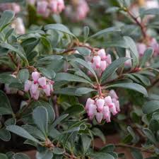 Shop locally to get the best deals on trees, flowers, planters, and other yard items. Buy Bearberry Arctostaphylos Uva Ursi 14 99 Delivery By Crocus
