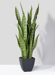 Image result for Sansevieria trifasciata