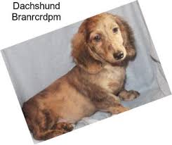 Maybe you would like to learn more about one of these? Hunting Dogs Dachshund For Sale In International Agriseek Com