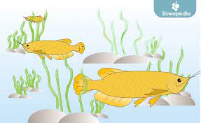 Selain itu dengan perkembangan teknologi yang menjadikan anaka anak atauorang dewasa pun telah. Cara Menggambar Ikan Arwana Di Komputer Siswapedia