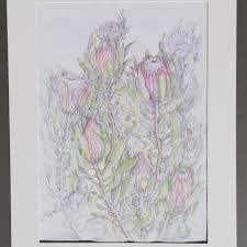 Image result for x Ruttyruspolia 'Phyllis van Heerden'