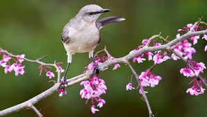 Native and easy to grow! Plants For Birds Audubon North Carolina