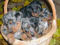 One of the most popular dogs in france, the beauceron breed has been known as french herding dogs in western europe for centuries. Beauceron Breeders Near Thorsby Alberta