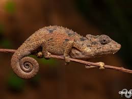 Image result for Synadenium cameronii