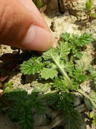 Image result for Coldenia procumbens