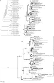 Image result for Lotononis stipulosa