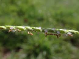 Image result for Urochloa brizantha