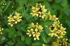 Image result for Duosperma glabratum