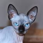 Sphynxes for Sale | Cats on Oodle Classifieds