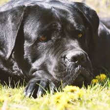 Con questo corso di italiano riuscirai a raggiungere in poco tempo il livello a2! Storia Cane Corso Italiano