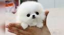 Small Dog Breeds (Cute, Fluffy, White, Hypoallergenic)