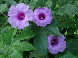 Image result for Ipomoea involucrata