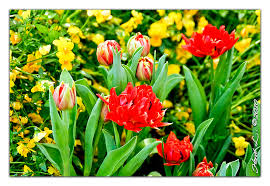 Feel more at home with the eclectic designs of drew barrymore flower home. Spring S Flowers 3 Drax Dps Flickr