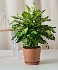 Image result for beautiful dieffenbachia