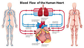 Diagram Showing Blood Flow Of The Human Heart Stock Vector