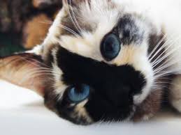 Tortoiseshell Smoke Self Pretty Cats Kittens Cutest Cats