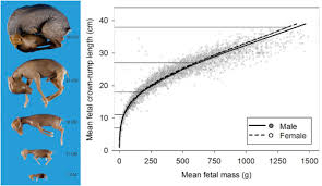 reproductive characteristics of female white tailed deer