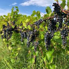 Image result for Vitis