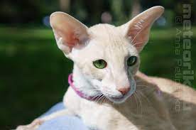 orientalnyj kot twister ori e24 krasnodarskij pitomnik orientalnyh koshek meteorik oriental cat meteorik cattery krasnodar schattigste dieren dieren