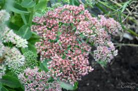 11 Easy Care Plants For Every Garden And A Few To Avoid An Oregon Cottage