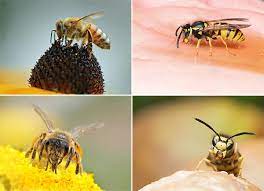 Unterschiede Zwischen Bienen Und Wespen Bee Careful