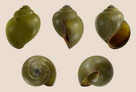 pila gastropod wikipedia