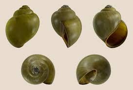 Pila Gastropod Wikipedia