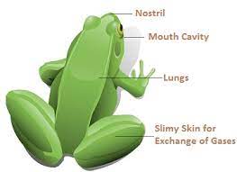Cbse Ncert Notes Class 7 Biology Respiration In Organisms