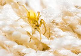 7 Most Common Dangerous Spiders In Utah Utah Pest Control
