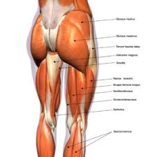 Atlas of human anatomy in cross section. Anatomy Lesson The Hips And Glutes Goodwin