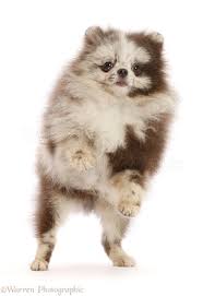Maybe you would like to learn more about one of these? Dog Merle Pomeranian Puppy Jumping Up Photo Wp48417