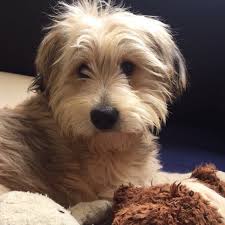 Louise mary minchin (née grayson) (born 8 september 1968) is a british journalist and news presenter who currently works freelance within the bbc. Puppy Dog Eyes How Pooches Evolved To Look Cute To Us Wales Online