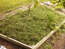 What can you do with grass clippings? Sanctuary Gardener Update 7 22 13 Sanctuary Gardener