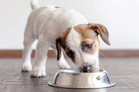 Maintenance percentage calculations provide an estimate on how much food a puppy should consume in a day. How Much Should My Puppy Eat Daily Paws