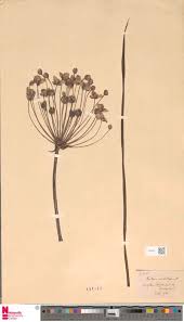 Image result for Melastomastrum segregatum