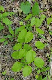 Image result for Dioscorea praehensilis