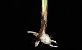 Image result for Eulophia elegans